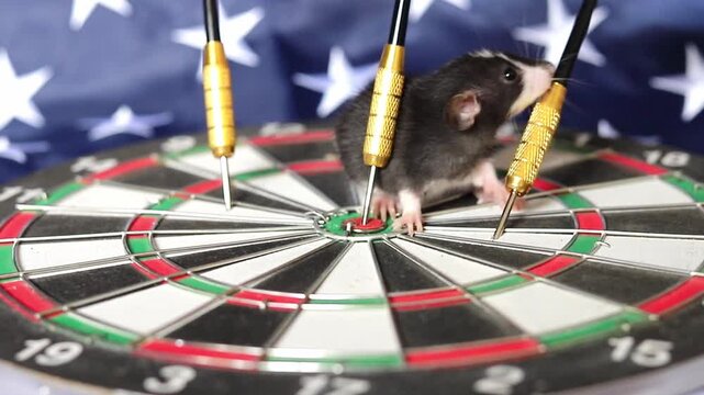 Curious little rat sits carefully on a dartboard background featuring the USA flag as it explores the surface in a calm indoor setting during the daytime