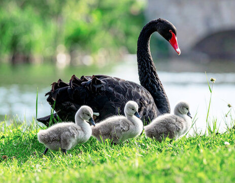 Black swan (Cygnus atratus) or Australian swan, with baby grey fluffy cygnets, walking in grass, closeup. AI