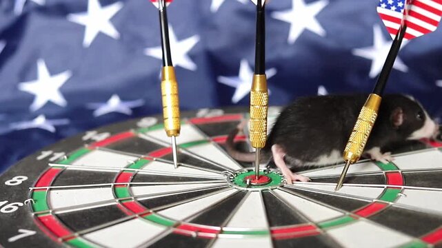 Tiny rodent explores a circular dartboard setup decorated with American flag themes while metallic sharp darts stand nearby during the day