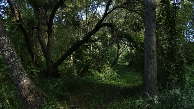Dark forest interior with old curved tree trunks, dense canopy and mossy bark, low key, medium shot, mysterious atmosphere. Resilience and raw nature.