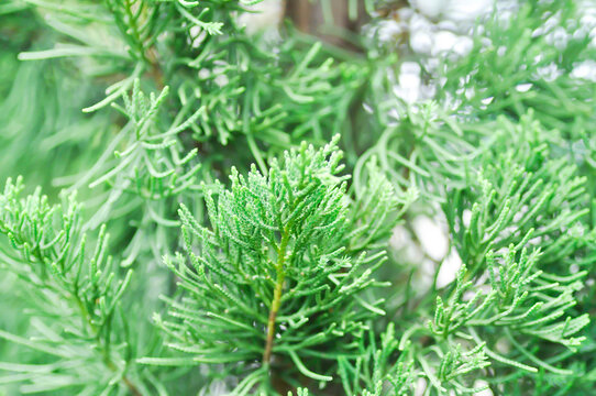 Juniperus chinensis, Chinese juniper or CUPRESSACEAE or pine tree