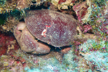 coral reef in the sea © Evgenios