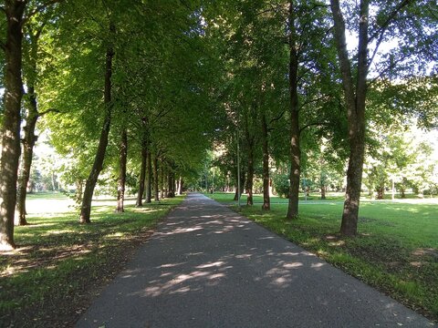 A paved, sunny, tree-lined walking path in the city park in summer.