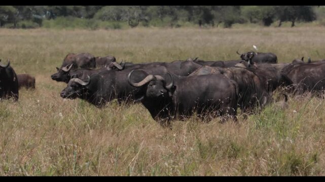 Herd of buffalo in the tarangire silale swamp safari
