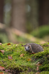 A small wild hedgehog, Erinaceus europaeus, walking on a green mossy ground covered with autumn leaves in a forest. Side view of a cute spiky mammal with a soft bokeh background. © Rudolf