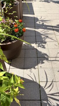 Orange Marigold Flowers in Street Planters on Sunny Day