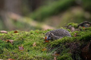A small wild hedgehog, Erinaceus europaeus, walking on a green mossy ground covered with autumn leaves in a forest. Side view of a cute spiky mammal with a soft bokeh background. © Rudolf