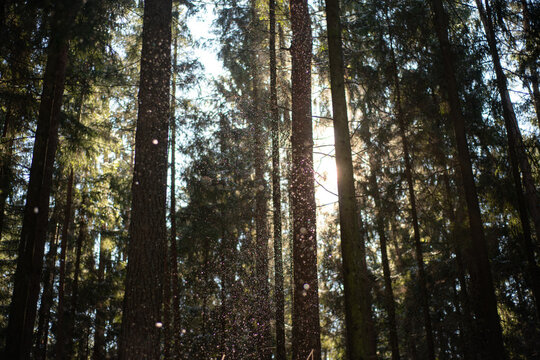 Magical Sunbeams in Coniferous Forest with Sparkling Dust and Pollen. The backlighting beautifully illuminates thousands of glittering dust and pollen particles suspended in the air, creating a magica