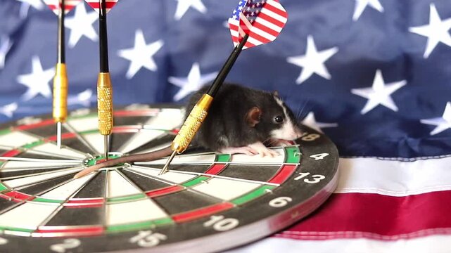 Small rat sits calmly on a target board featuring patriotic American flag patterns while practicing precision skills for a fun game activity at home