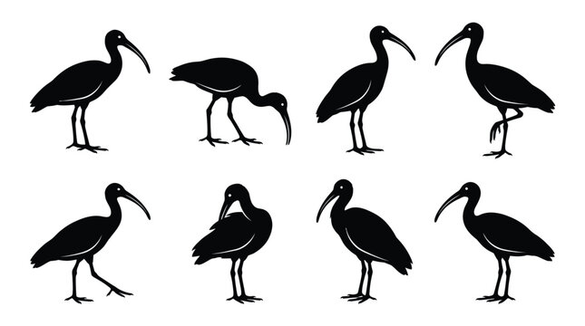 Professional vector illustration set featuring multiple black silhouettes of ibis birds in various natural poses