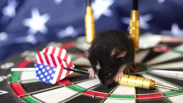 Small pet rat rests on a circular dartboard featuring American flag patterns while surrounded by metallic darts as it prepares to reach a specific training goal during the day