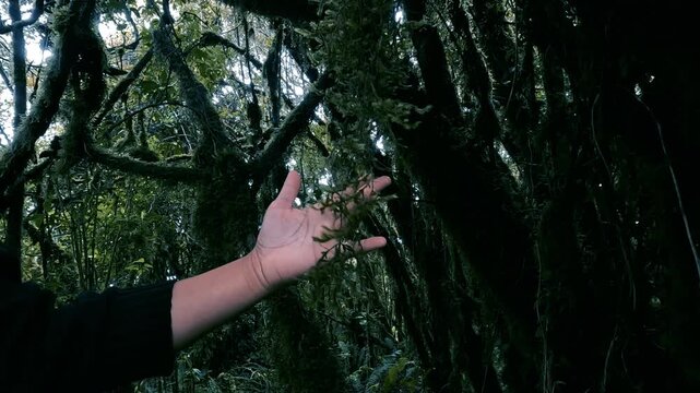Hand Touching Mossy Branches in Dark Ecuador Cloud Forest, Epiphytes, Dense Vegetation, Misty Jungle Habitat and Andean Amazon Biodiversity Scene