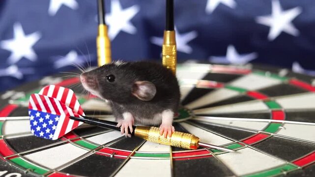 Small brown rat explores a dartboard marked with USA symbols during the afternoon while showing curiosity and agility in this funny moment at home
