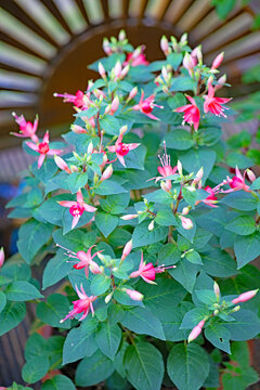 Pink Hanna fuchsia variety.