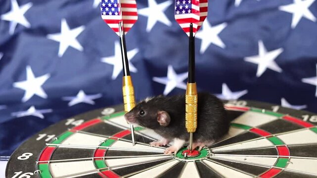 Tiny black rat stays still between two darts fixed on a round dartboard display with a blurry American flag background during a midday creative photo project in the United States of America