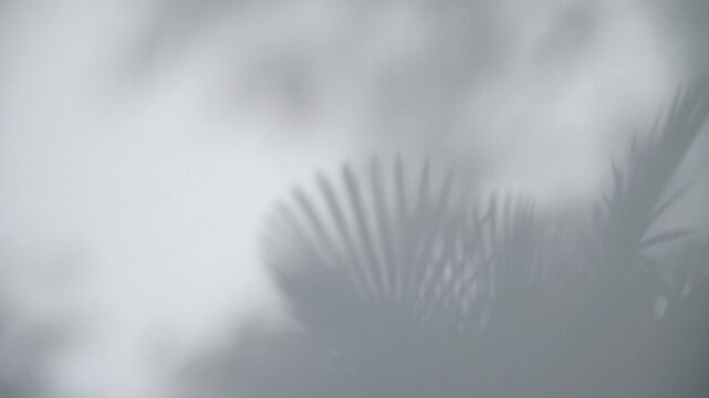 Abstract Tropical Leaf Shadow Overlay Video on Clean White Concrete Wall for Product Presentation