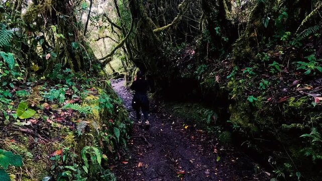 Narrow Trail Through Dense Mossy Cloud Forest in Ecuador, Wet Footpath, Ferns, Epiphytes and Remote Andean Amazon Ecotourism Landscape