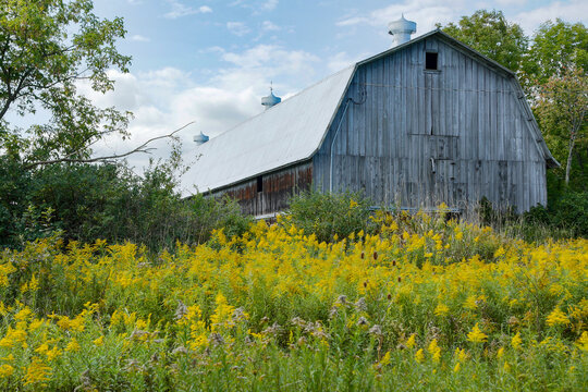 Weathered Gray Barn with Yellow Wildflowers