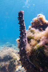 Sea cucumber © Evgenios