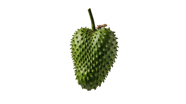Fresh soursop fruit or guanabana isolated on white. Tropical green spiky graviola with stem and textured skin.