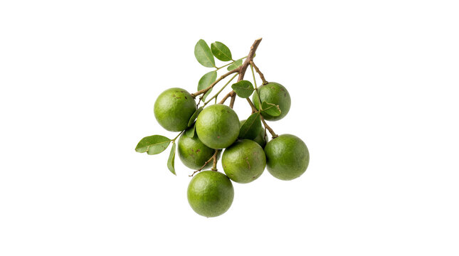 Exotic Green Tropical Fruits Cluster Hanging on Branch with Leaves Isolated on Solid White Background for Marketing