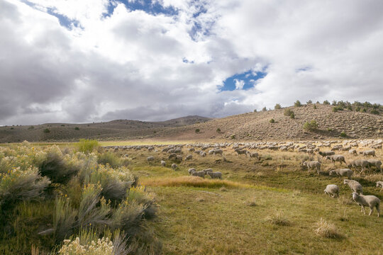 Sheep Grazing in Open Rural Landscape