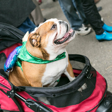 Bulldog in Halloween Costume