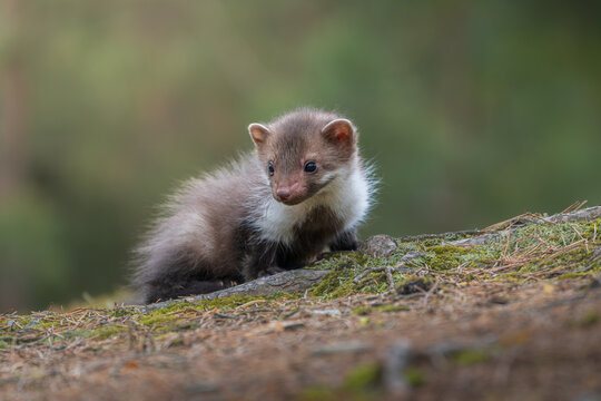A cute young beech marten kit, Martes foina, sitting on a mossy forest ground covered with pine needles. Side view of a fluffy small predator with a bright white bib chest.