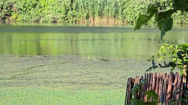 Murky Lake 4k Nature B-roll 16:9
