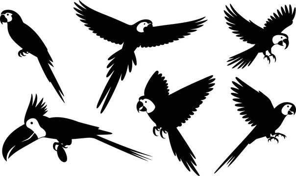Collection of various parrot silhouettes flying and perched  tropical bird designs