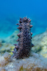 Sea cucumber © Evgenios