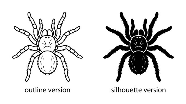 Tarantula Icons: Two distinct tarantula graphics, one an outline and the other a solid silhouette, showcase the iconic arachnid for design purposes.