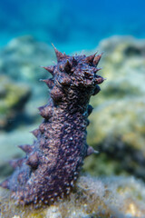 Sea cucumber © Evgenios