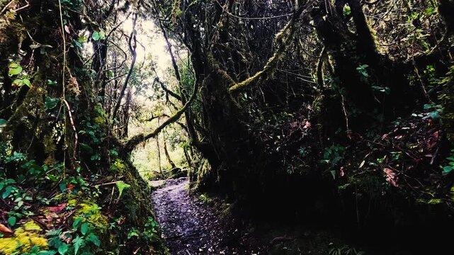 Moss Covered Cloud Forest Trail in Ecuador with Dense Green Vegetation, Twisted Trees, Ferns and Remote Andean Amazon Jungle Landscape