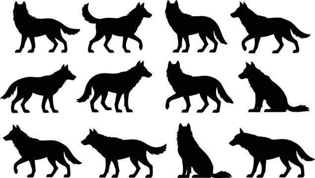 Set of wolf silhouettes in various poses and movements  walking and sitting