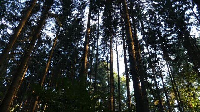 Tall pine trees stretching up to blue sky with green crowns, low angle view, wide shot, grand atmosphere, camera pan. Vastness and natural energy.