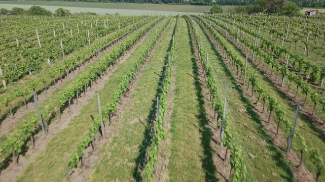 Flying over a lush green vineyard in Moravska Nova Ves