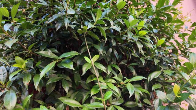 Aesthetic cinematic slow motion view of Portugal laurel bushes and green leaves