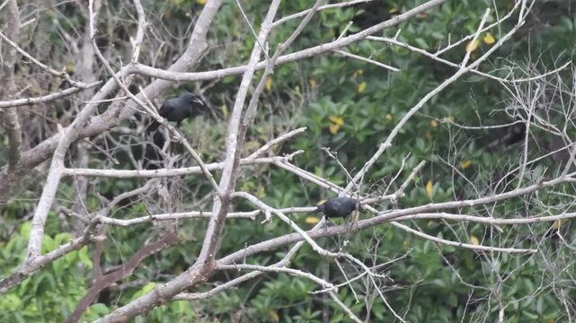 Palawan Crow Expelling and Repeatedly Handling a Food Item While Perched with Two Other Crows, Palawan Philippines
