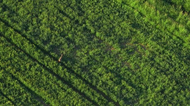 Aerial view on the fields with a herd of deer in an agricultural field and road. Landscape from drone. Agricultural landscape from air.