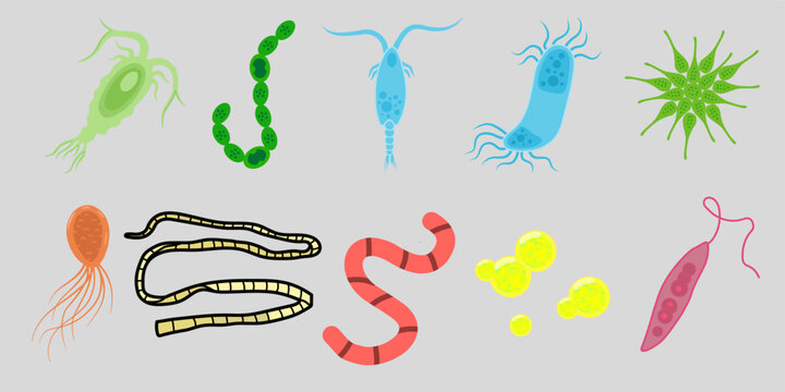 Aquatic Microorganisms Parasites and Amoeba Vector Set