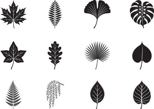 Premium Botanical Leaf Silhouette Collection Featuring Tropical Forest Maple Fern Mons tera Ginkgo Palm and Decorative Nature Vector Icons