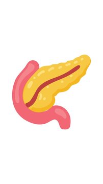 human pancreas organ anatomy for healthcare	