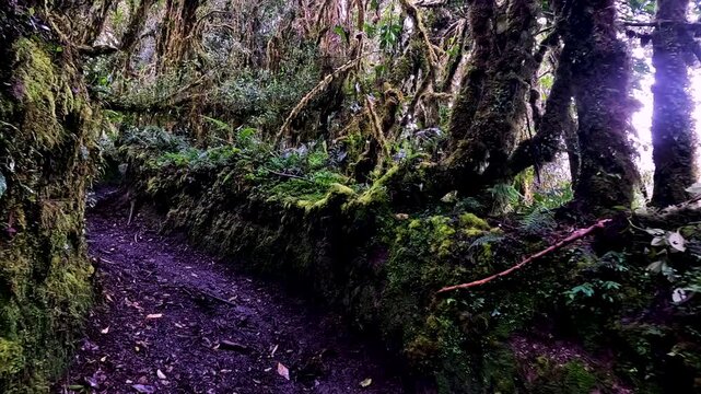 Mossy Cloud Forest Trail in Ecuador with Twisted Trees, Dense Ferns, Wet Ground and Remote Andean Amazon Jungle Ecotourism Landscape