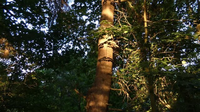 Tall pine tree trunk with detailed brown textured bark growing in dense forest, golden hour, close-up, warm atmosphere, camera tilt. Intricacy and vitality.