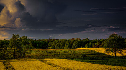 Plantacja rzepaku © taddor