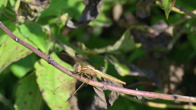 Pantala flavescens dragonfly. Its other names &nbsp;globe skimmer,&nbsp;globe wanderer dragonfly and wandering glider. This &nbsp;is a wide ranging&nbsp;dragonfly&nbsp;of the family&nbsp;Libellulidae. 