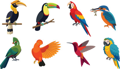 Fototapeta premium Colorful Tropical Bird Vector Collection with Parrots Toucans Hummingbird and Exotic Wildlife