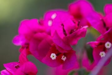 Gros plan sur le feuillage et les fleurs d'un bougainvillier © PPJ