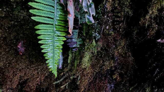 Close View of Fern Leaf on Mossy Ecuador Cloud Forest Floor, Tropical Plant Detail, Wet Vegetation, Jungle Biodiversity and Natural Texture